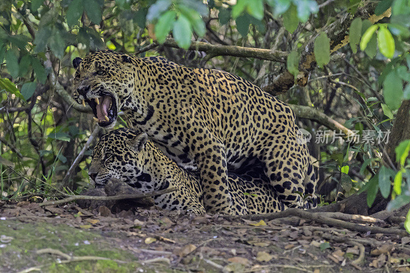 美洲虎(Panthera onca)是一种大型猫科动物，是美洲虎属猫科动物，是美洲唯一现存的美洲虎物种，在巴西潘塔纳尔发现。一对正在交配的美洲虎。